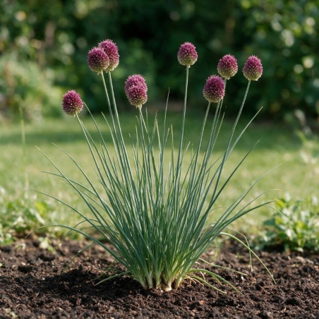 Ail d'ornement sphaerocephalon 20cm Godet 9cm - Allium