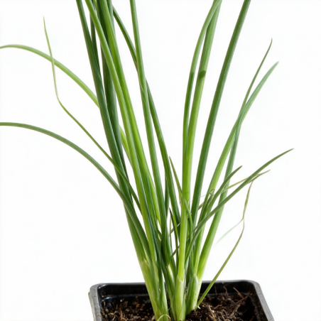 Ail d'ornement schoenoprasum 20cm Godet 9cm - Allium