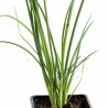 Ail d'ornement schoenoprasum 20cm Godet 9cm - Allium