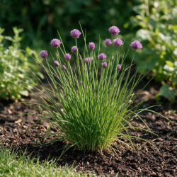 Ail d'ornement schoenoprasum 20cm Godet 9cm - Allium