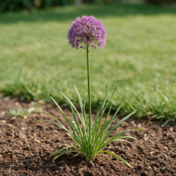 Ail d'ornement Millenium 20cm Godet 9cm - Allium