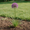 Ail d'ornement Millenium 20cm Godet 9cm - Allium
