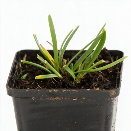 Ail d'ornement Millenium 20cm Godet 9cm - Allium