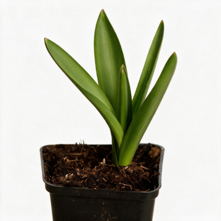 Ail d'ornement aflatunense Purple Sensation 20cm Godet 9cm - Allium