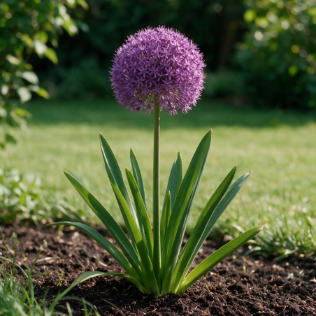Ail d'ornement aflatunense Purple Sensation 20cm Godet 9cm - Allium