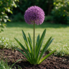 Ail d'ornement aflatunense Purple Sensation 20cm Godet 9cm - Allium