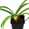 Agapanthe africanus Albus 20cm Godet 9cm - Agapanthus