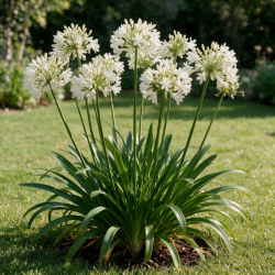 Agapanthe africanus Albus 20cm Godet 9cm - Agapanthus