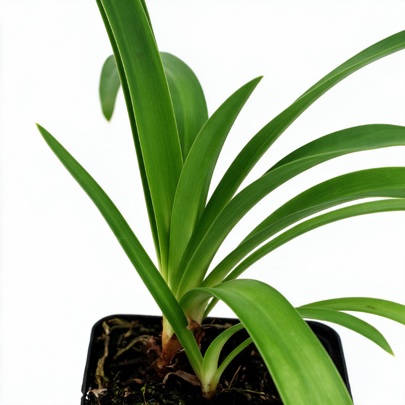 Agapanthe africanus 20cm Godet 9cm - Agapanthus