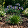 Agapanthe africanus 20cm Godet 9cm - Agapanthus