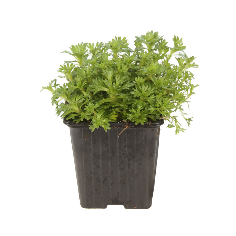 Saxifrage arendsii Purpurea 20cm Godet 9cm - Saxifrago