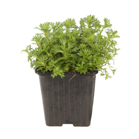 Saxifrage arendsii Purpurea 20cm Godet 9cm - Saxifrago