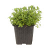 Saxifrage arendsii Purpurea 20cm Godet 9cm - Saxifrago