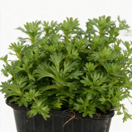 Saxifrage arendsii Purpurea 20cm Godet 9cm - Saxifrago