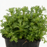 Saxifrage arendsii Purpurea 20cm Godet 9cm - Saxifrago