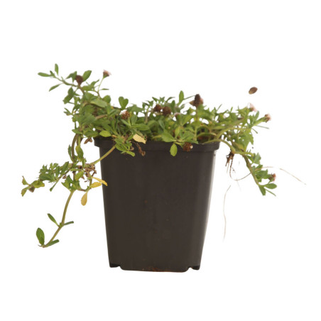 Phyla nodiflora 20cm Godet 9cm - Phyla