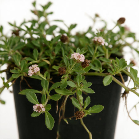 Phyla nodiflora 20cm Godet 9cm - Phyla