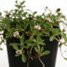 Phyla nodiflora 20cm Godet 9cm - Phyla