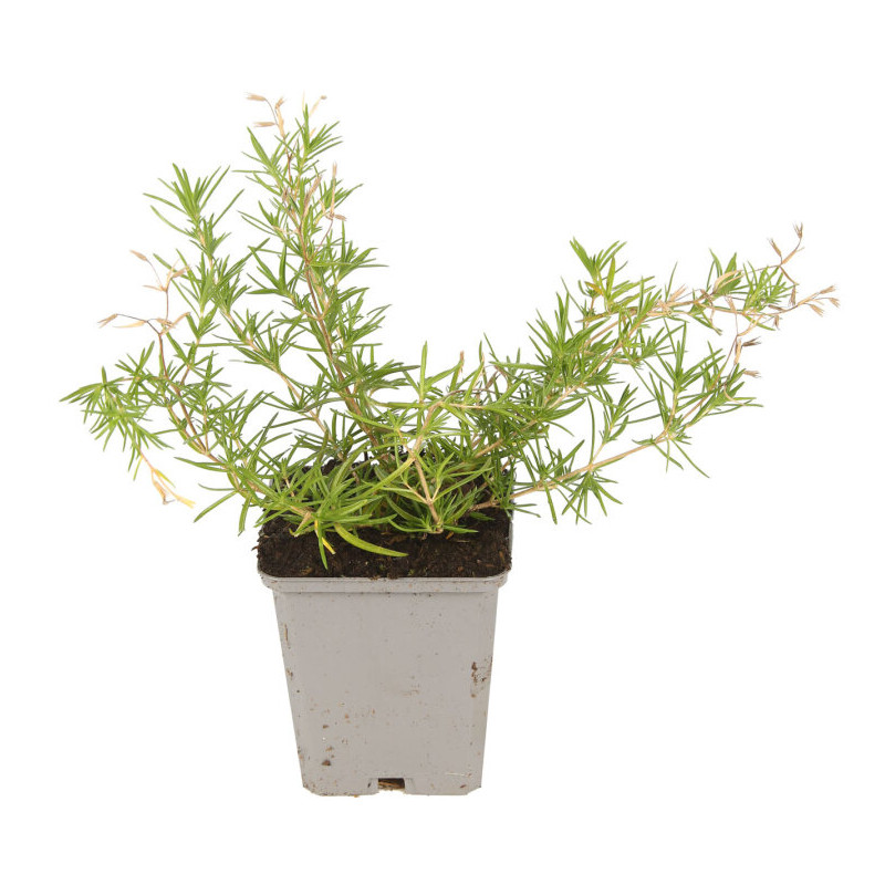 Phlox subulata Emerald Cushion Blue 20cm Godet 9cm - Phlox