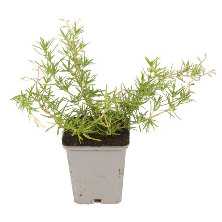 Phlox subulata Emerald Cushion Blue 20cm Godet 9cm - Phlox