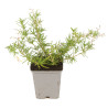 Phlox subulata Emerald Cushion Blue 20cm Godet 9cm - Phlox