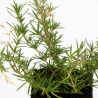 Phlox subulata Emerald Cushion Blue 20cm Godet 9cm - Phlox