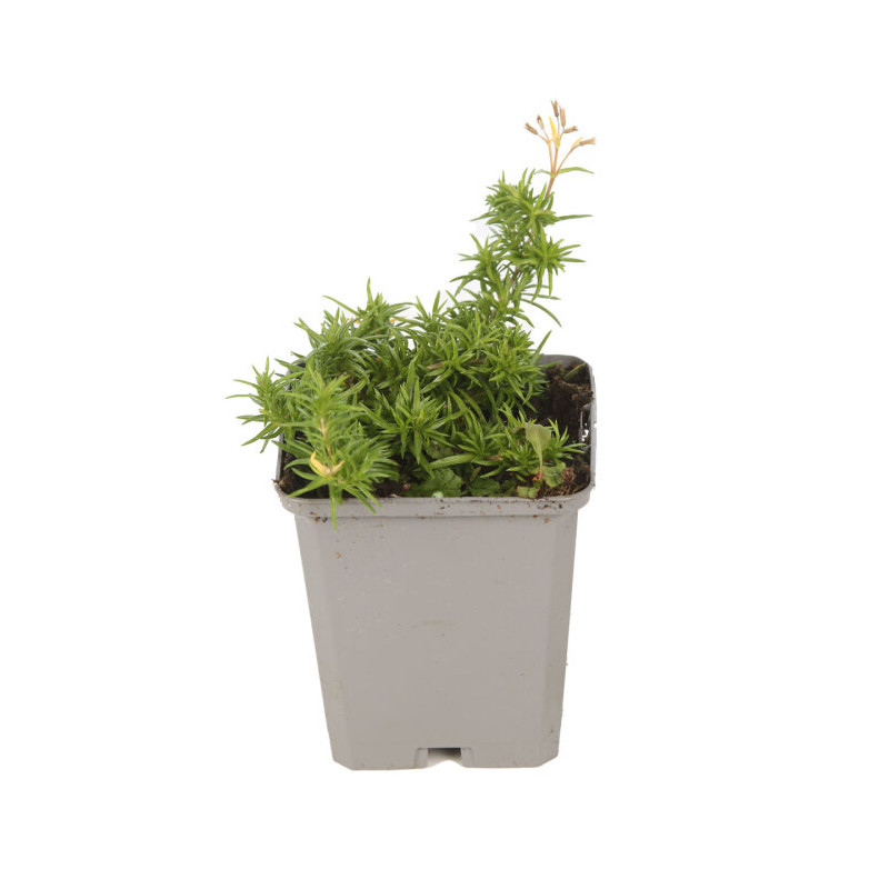 Phlox Moerheimii 20cm Godet 9cm - Phlox
