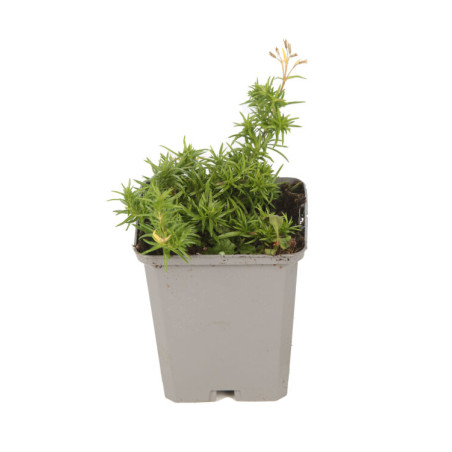 Phlox Moerheimii 20cm Godet 9cm - Phlox