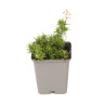 Phlox Moerheimii 20cm Godet 9cm - Phlox