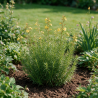 Phlox Moerheimii 20cm Godet 9cm - Phlox