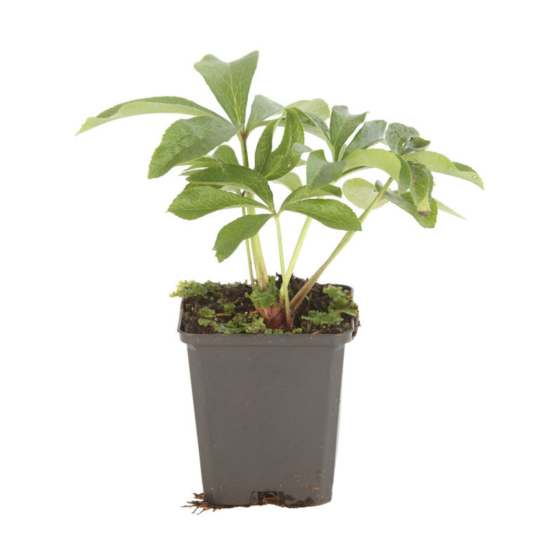 Hellébore orientalis 20cm Godet 9cm - Helleborus