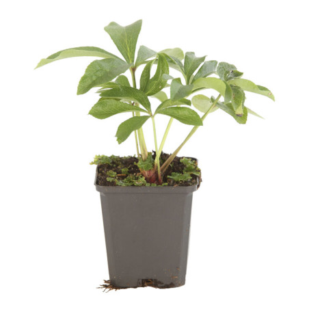 Hellébore orientalis 20cm Godet 9cm - Helleborus