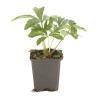 Hellébore orientalis 20cm Godet 9cm - Helleborus
