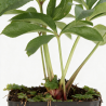 Hellébore orientalis 20cm Godet 9cm - Helleborus