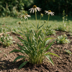 Échinacée pallida 20cm Godet 9cm - Echinacea
