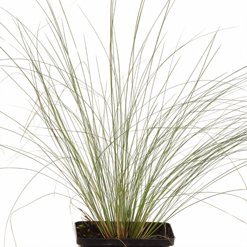 Stipe pennata 20cm Godet 9cm - Stipa