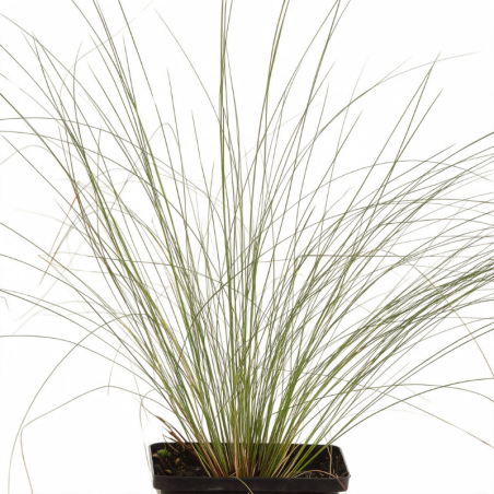 Stipe pennata 20cm Godet 9cm - Stipa