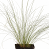 Stipe pennata 20cm Godet 9cm - Stipa
