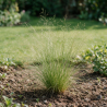 Stipe pennata 20cm Godet 9cm - Stipa