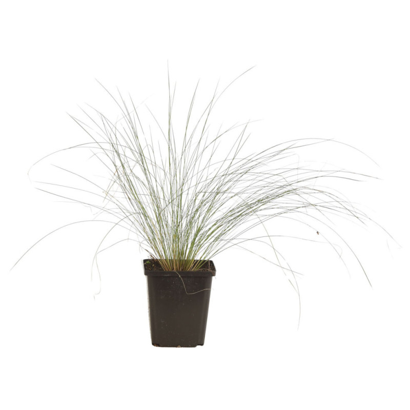 Stipe pennata 20cm Godet 9cm - Stipa