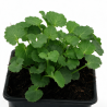 Campanule carpatica Weisse Clips 20cm Godet 9cm - Campanula