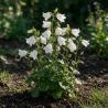 Campanule carpatica Weisse Clips 20cm Godet 9cm - Campanula