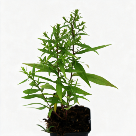 Aster dumosus Schneekissen 20cm Godet 9cm - Aster