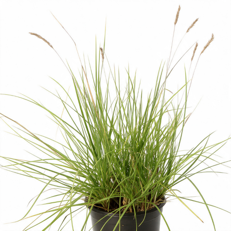 Seslérie autumnalis 40cm Pot 2L - Sesleria autumnalis