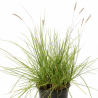 Seslérie autumnalis 40cm Pot 2L - Sesleria autumnalis