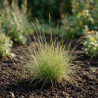 Seslérie autumnalis 40cm Pot 2L - Sesleria autumnalis