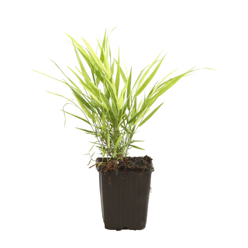 Herbe du Japon macra Pot 9cm - Hakonechloa macra