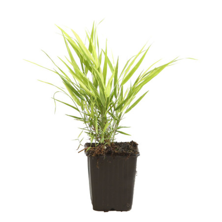 Herbe du Japon macra Pot 9cm - Hakonechloa macra