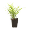 Herbe du Japon macra Pot 9cm - Hakonechloa macra