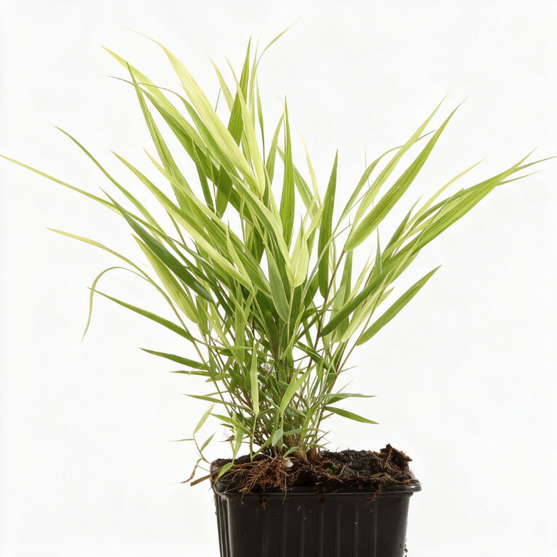 Herbe du Japon macra Pot 9cm - Hakonechloa macra
